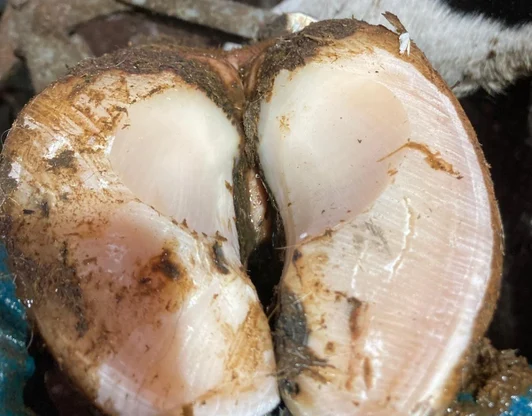 Профессиональная обрезка копытец КРС