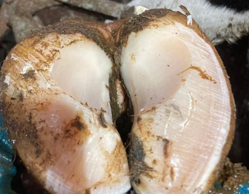 Профессиональная обрезка копытец КРС